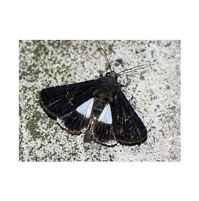 뒷날개흰밤나방 성충