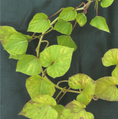 고구마 잎말림병 잎 병징