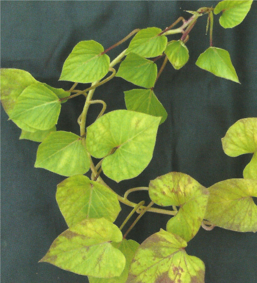 고구마 잎말림병 잎 병징