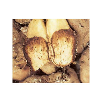 고구마 밑썩음병 병징