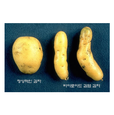 감자 걀쭉병 괴경 증상