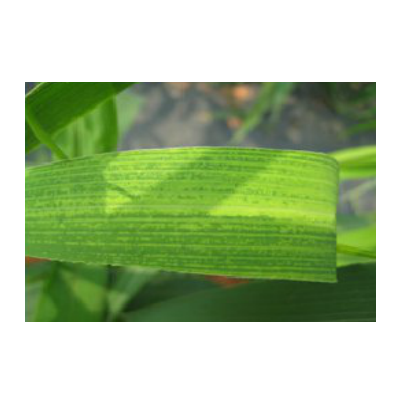 조 줄무늬잎마름병 잎 병징