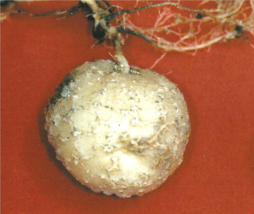 뿌리혹선충 피해 초기 증상