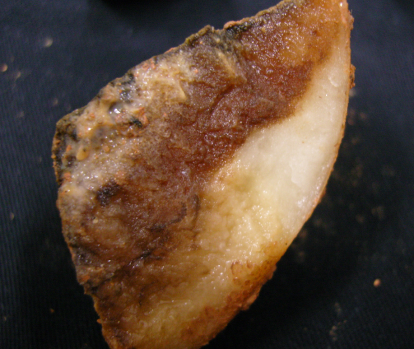 감자 절편부패병 병징 2