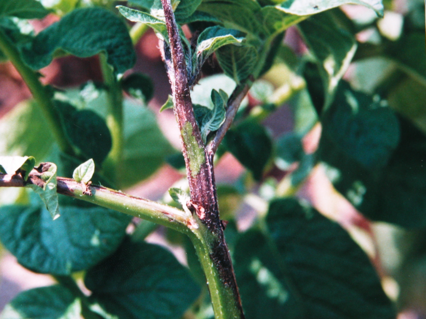 감자 역병 줄기 증상 2