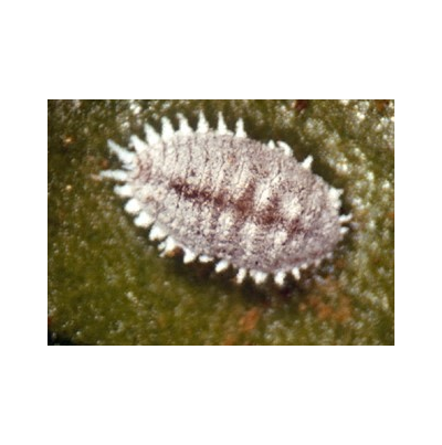 귤가루깍지벌레 암컷 성충