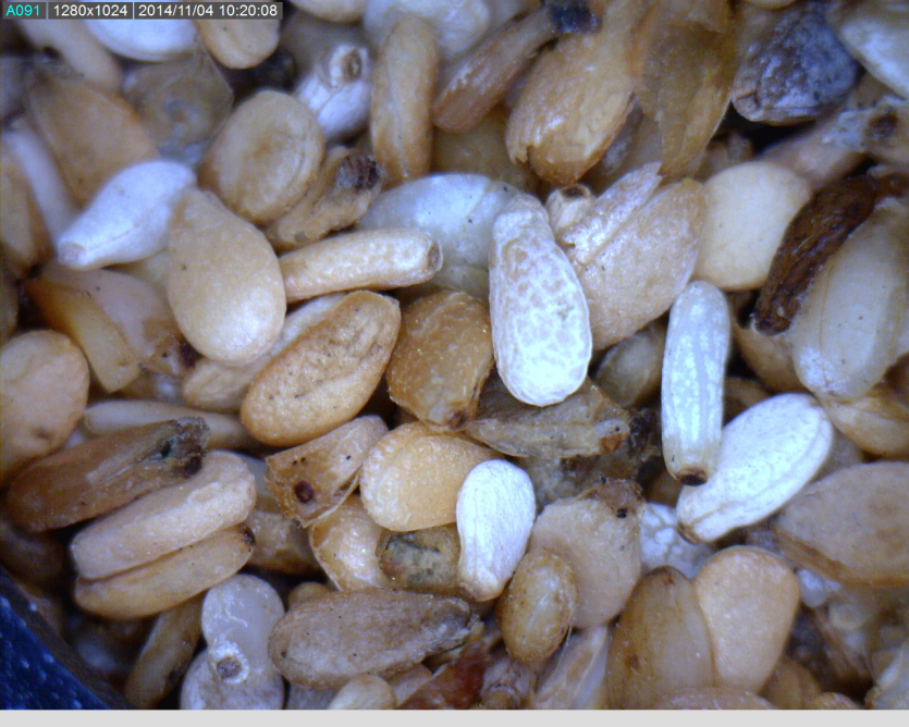 피해 받은 종실