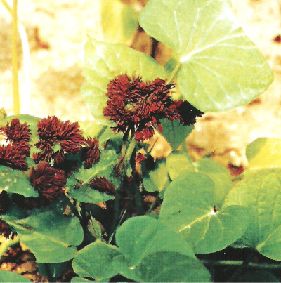 고구마 먼지곰팡이병 병징