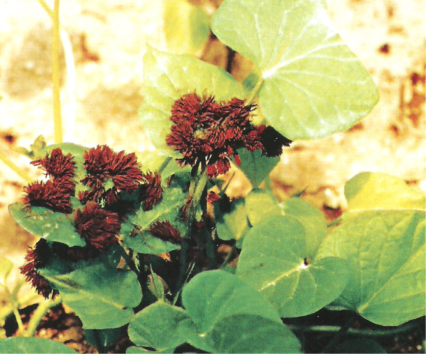 고구마 먼지곰팡이병 병징