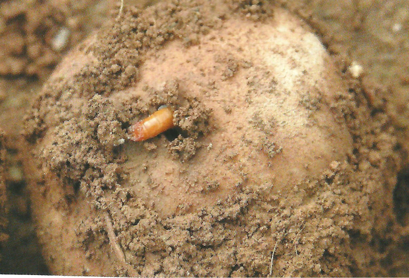 청동방아벌레 괴경 가해 증상