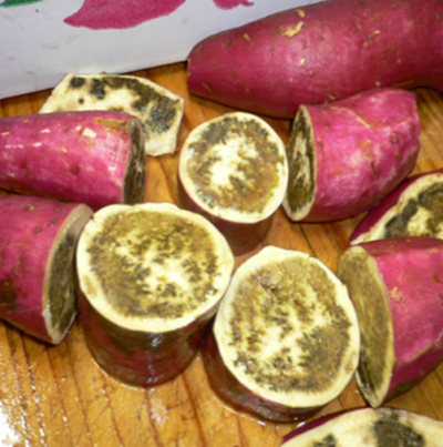 붕소 결핍 피해 증상