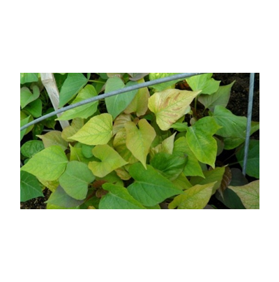 마그네슘 결핍 피해 증상