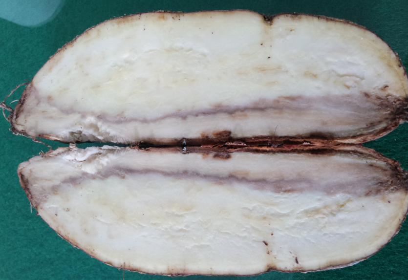 고구마 자주날개무늬병 발병이 심한 괴근 내부