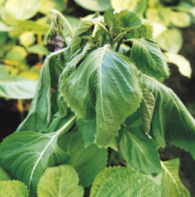 풋마름병 피해 증상