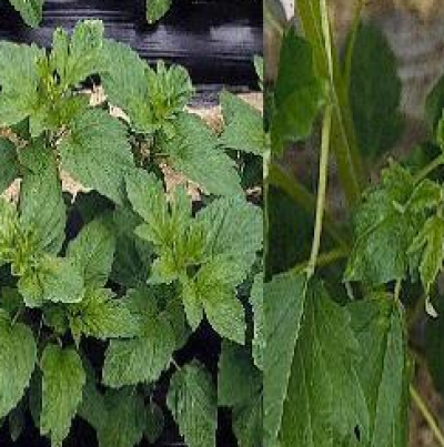 모자이크 및 위축 증상