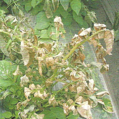 감자 둘레썩음병 식물체 증상