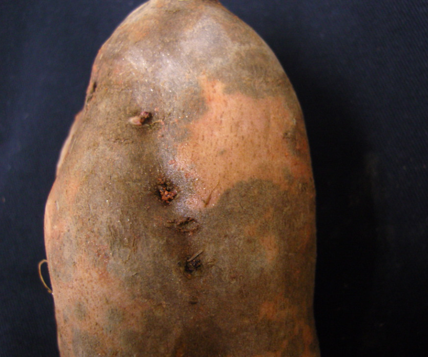 고구마 표피흑변 피해 증상 2