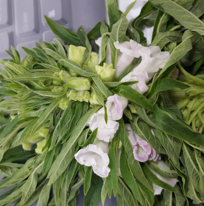 엽화병 피해 증상