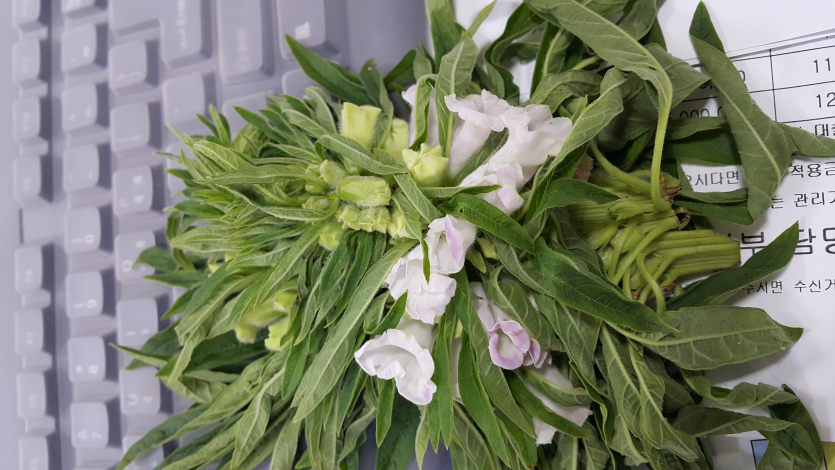 엽화병 피해 증상