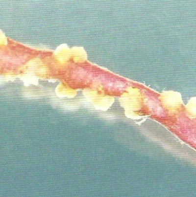 고구마뿌리혹선충 난괴