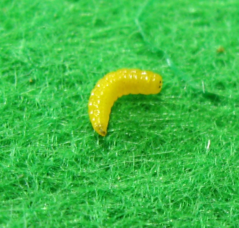 조줄기굴파리 유충