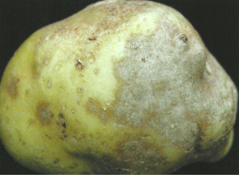 감자 은무늬병 후기 증상