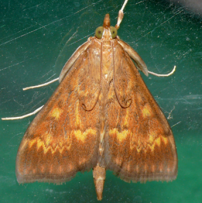 콩줄기명나방 성충 암컷