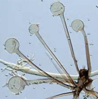 고구마 무름병 병원균 포자