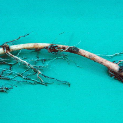 고구마 입고병 뿌리 병징