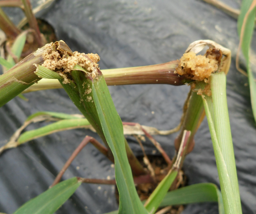 조명나방 줄기 피해