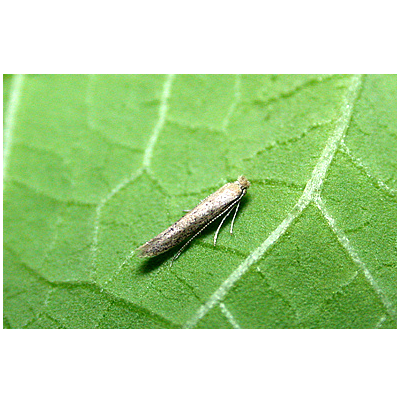 메꽃굴나방 성충