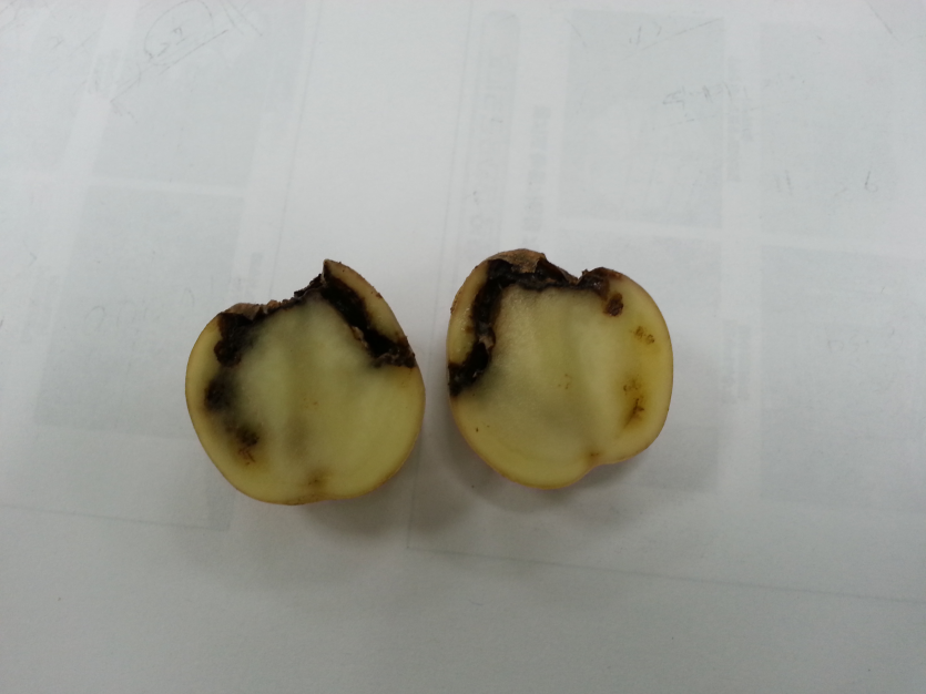 청동방아벌레 괴경 피해 증상