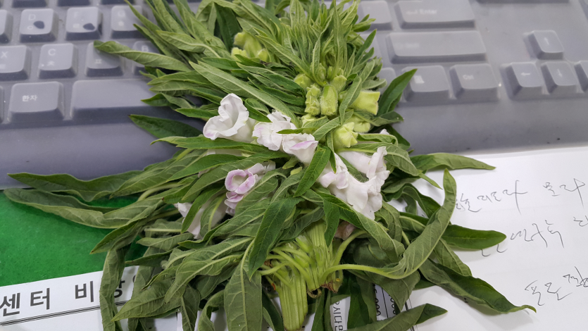 엽화병 피해 증상 2