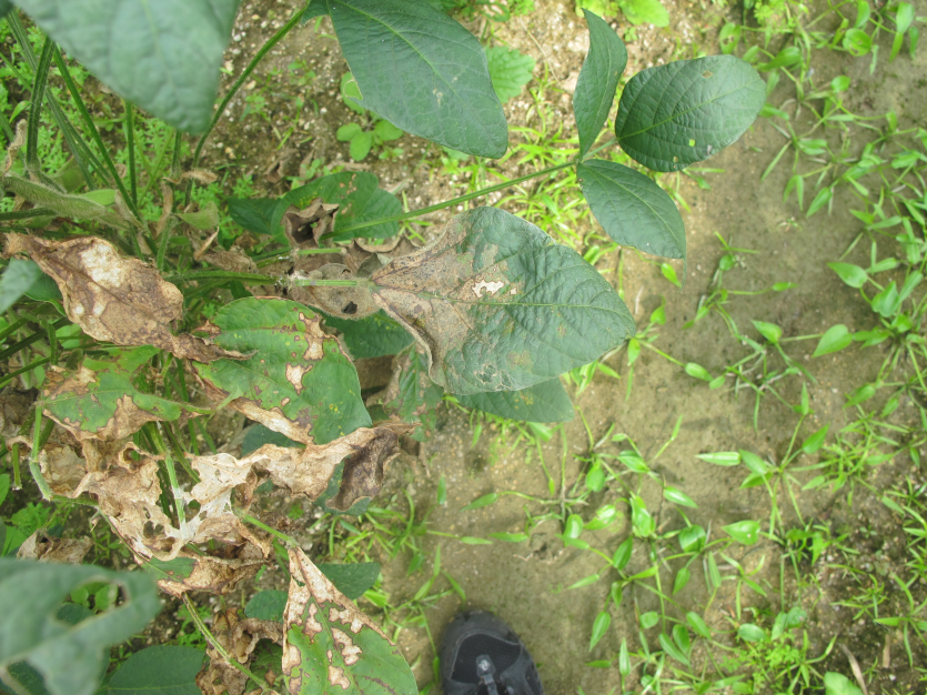 잎줄기마름병 잎 병징