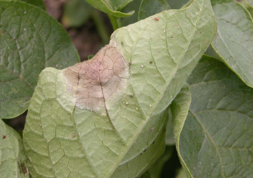 감자 역병 잎 증상 2
