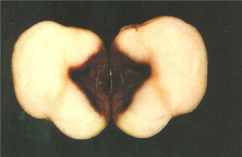 감자 마른썩음병 괴경 내부 증상