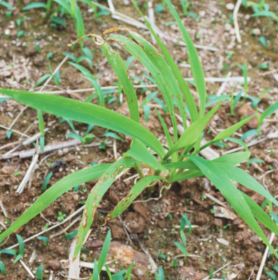 조 도열별 잎 병징