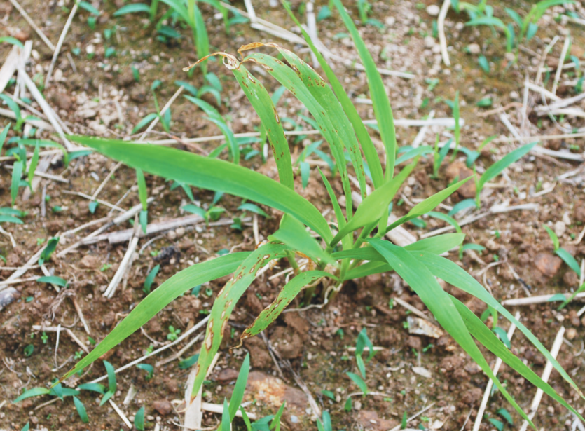 조 도열별 잎 병징