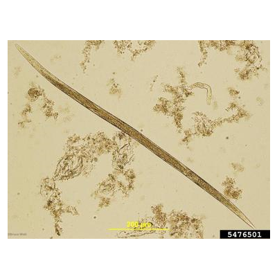 감자썩이선충 암컷