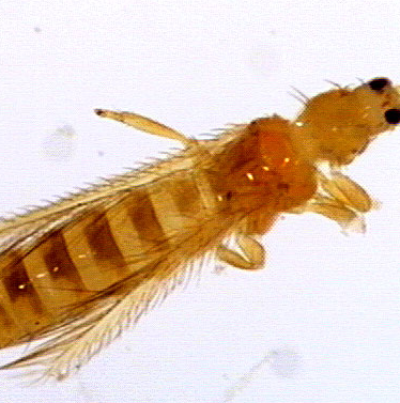 오이총채벌레 성충