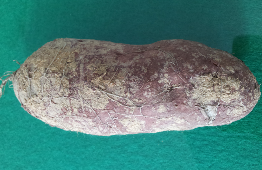 고구마 자주날개무늬병 괴근 증상