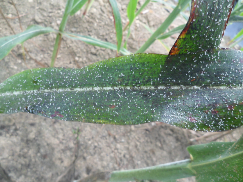 기장테두리진딧물 피해 증상