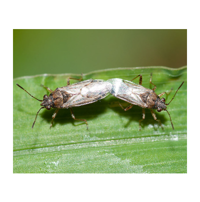 애긴노린재 성충