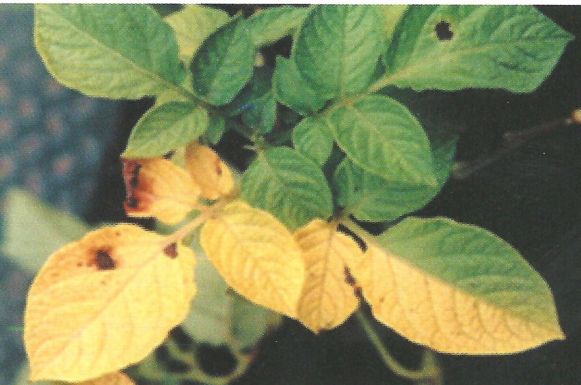 감자 반쪽시들음병 잎 증상