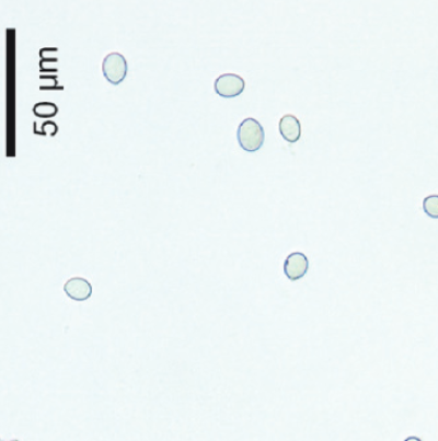 녹두 잿빛곰팡이병 병원균 분생포자