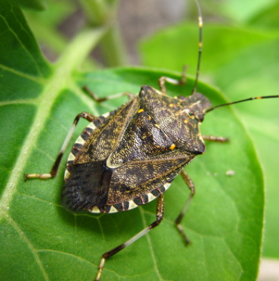 썩덩나무노린재