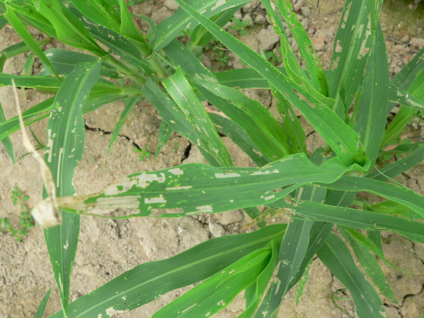 파밤나방 피해 증상