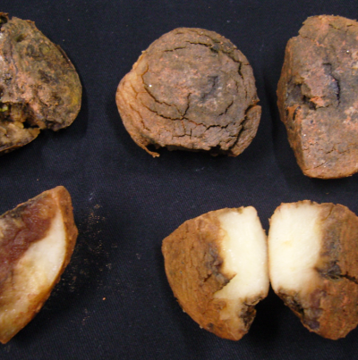 감자 절편부패병 병징 1