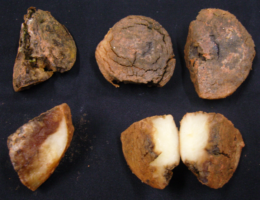 감자 절편부패병 병징 1