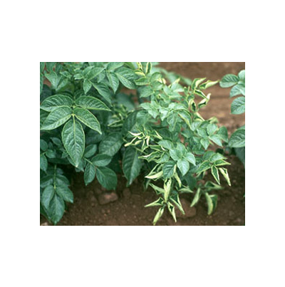 감자 잎말림병 증상